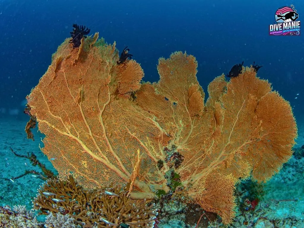 *** 호텔 Khaolak Dive Resort 카오락 태국