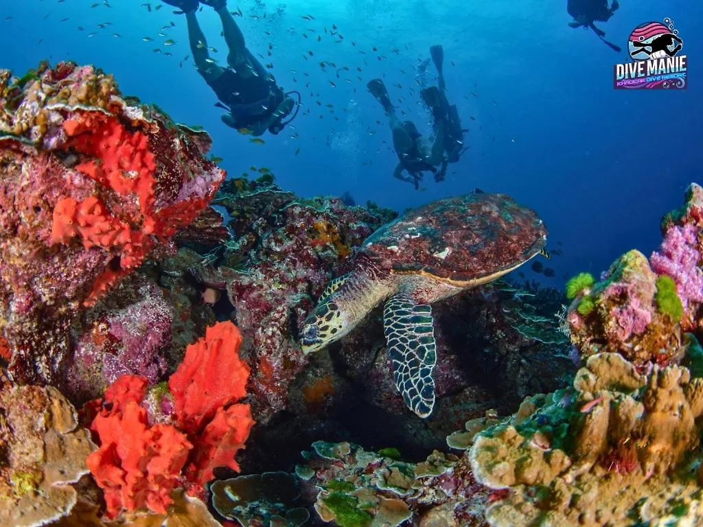 Khaolak Dive Resort 카오락 호텔