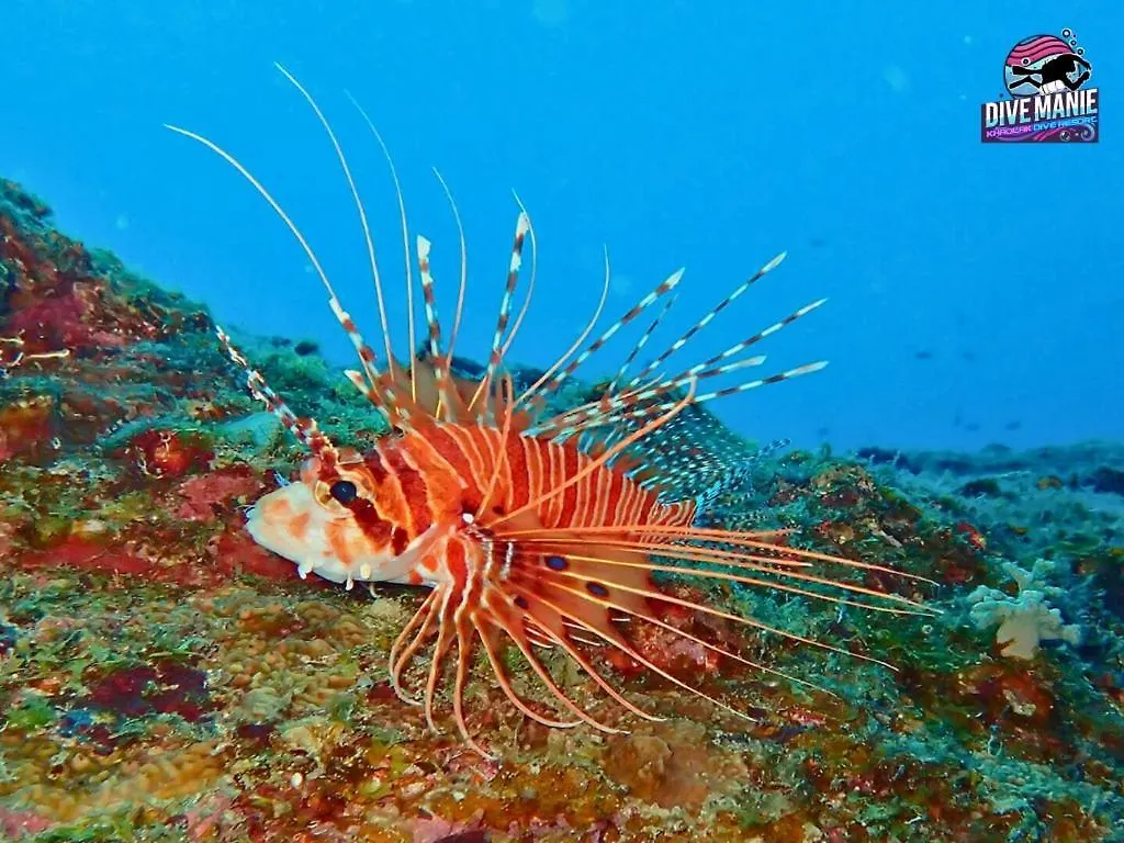 Khaolak Dive Resort 카오락