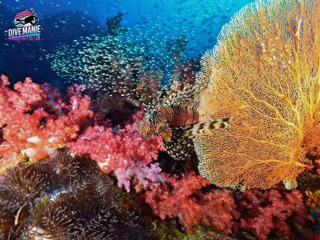 קאו לק Khaolak Dive Resort מלון